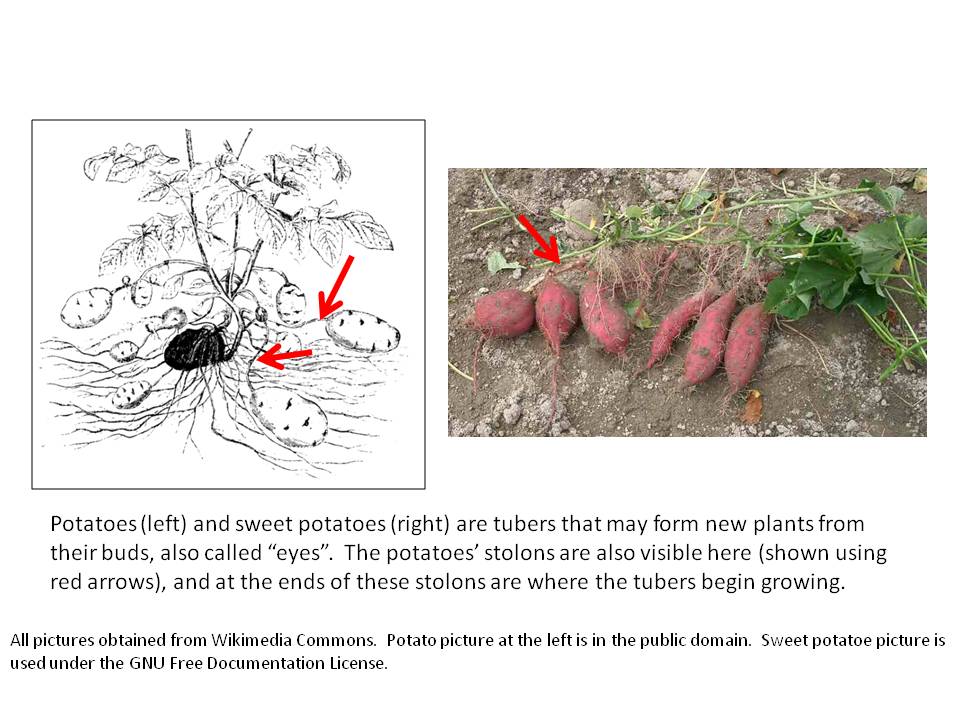 plant potato sweet plants anatomy stems tuber make root tubers grow underground biosphere than way stolons stem